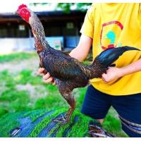 ราคา ไข่เชื้อพม่าเยียร์ 100 สายม้าล่อแข้งหน้าเป็นไก่มีเหลี่ยมๆลีลาดี (21431210816)