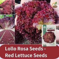 ราคา Lollo Rosa Seeds Red Lettuce Seeds purple lettuce seeds เมล็ดพันธุ์ ผักกาดหอม สีม่วง Purple Lettuce Seed ผักกาดหอมสลัด purple leaf potted balcony ระเบียงกระถางใบสีม่วง spring and autumn lettuce seeds 