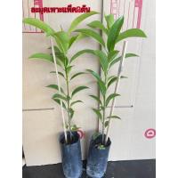 ราคา ต้นละมุดสาลี่ยักษ์ สั่ง5แถมฟรี1 ต้น จัมโบ้สั่งขั้นต่ำ2 3ต้นนะคะ แบบเพาะเมล็ด ขายถูก (22227737240)