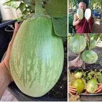 ราคา เมล็ดพันธุ์มะเขือเปราะยักษ์ (22089045069)