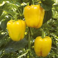 ราคา 35 เมล็ด พริก ผักสวนครัว เมล็ดพันธุ์ผัก ปลูกได้ทุกฤดู Pepper Chilli Seeds สายพันธุ์ พริกหวาน พริกหยวกสีเหลือง (21624381825)