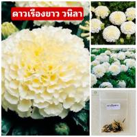 ราคา เมล็ดดอกดาวเรืองขาว วนิลา White Swan ดอกไม้หายาก บรรจุ 10 เมล็ด เมล็ดดอกดาวเรือง (16432377814)