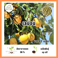 ราคา เมล็ดพันธุ์ เลม่อน Lemon บรรจุ 2 เมล็ด (21763294930)