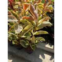 ราคา ต้นยางอินเดีย ดำ ด่างขาว ต้นใหญ่ใบใหญ่ ความสูง 70 90cm ถอดกระถางส่ง (21487512494)