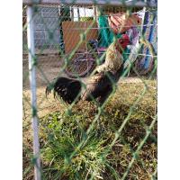 ราคา ไข่ไก่ชน พม่าลำหนัก ตีหูตีตา เชิงดีตีเก่งสายพันธ์ดี รับประกันระหว่างขนส่ง (12494300941)