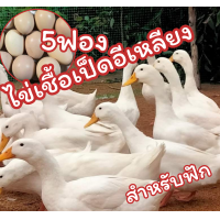 ราคา ไข่เชื้อเป็ดอีเหลือง 5 ฟอง สำหรับฟัก (22279734100)