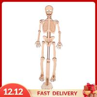 ราคา Pezhong โมเดลโครงกระดูกมนุษย์แบบใหม่ก้านของเล่นวิทยาศาสตร์อุปกรณ์โครงงาน DIY ของเล่นเพื่อการศึกษาสำหรับวัยรุ่นเด็กก่อนวัยเรียนเด็กหญิงเด็กชาย (21405593047)