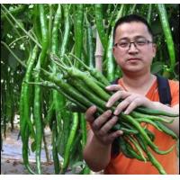 ราคา เมล็ดพันธุ์พริกยาวโจลอง เผ็ดมาก เก็บเมล็ดพันธุ์ทำพันธุ์ต่อได้ มีวิธีเพาะปลูกแถมฟรีค่ะ (21557944111)