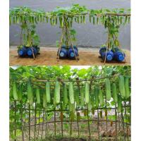 ราคา เมล็ดแตงกวา 30 เมล็ด (21495269121)