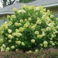 ราคา 20 เมล็ด เมล็ดไฮเดรนเยีย Hydrangea Seeds ดอกไม้ที่สื่อถึงความเข้าใจ ความซื่อสัตย์ สายพันธุ์ Limelight (21086606141)