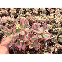 ราคา คุณนายตื่นสายด่างชมพู หรือ คุณนายไฮโซ คุณนายรับทรัพย์ คุณนายรับเงิน รากเดินแล้ว 2 3 อาทิตย์ แพ็คอย่างดี กระถาง 3 นิ้ว (18133149985)