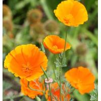 ราคา 200 เมล็ด ดอกป๊อปปี้ ป๊อปปี้ สื่อถึง จินตนาการบรรเจิด Poppy Seeds สายพันธุ์ California Poppies (21383078589)