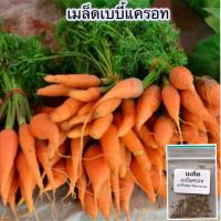 ราคา เมล็ดพันธุ์ เบบี้แครอท ผักสวนครัว 150 เมล็ด 10 แถม 1 คละได้ (20768300553)