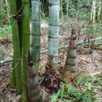 ราคา ต้นไผ่ซางหม่น ไผ่ซางหม่น หน่อกินได้ ลำต้นสูง 100 130 ซม จัดส่งพร้อมถุง 10 นิ้ว ต้นไม้แข็งแรงทุกต้น เรารับประกันจัดส่งห่ออย่างดี (21009046526)