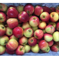 ราคา แอปเปิ้ลแคระ แอปเปิ้ลลูกเล็ก กล่องละ 700กรัม ประมาณ 8 10 ลูก (17148421899)