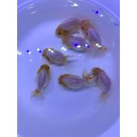 ราคา อาหารปลา ปลาสิงห์สีเงิน ไซร้2 5 3นิ้ว มีประกันสินค้า (22354886156)