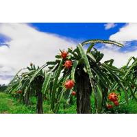 ราคา กิ่งพันธุ์แก้วมังกรสีแดง ปักชำง่าย 20 กิ่ง แถมฟรี 6 กิ่ง ตัดสดทุกวัน (19517550505)