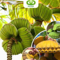 ราคา ต้นกล้ากล้วยเทพนม ต้นเพาะเลี้ยงเนื้อเยื่อ ให้ผลผลิตที่อุดมไปด้วยสารอาหาร มีรสหวานหอมอ่อนๆ (21897805593)
