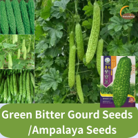 ราคา 100 Legit 10 เมล็ด เมล็ดพันธุ์มะระจีน เขียวหยก Bitter gourd seeds เมล็ดพันธุ์มะระ Stub Stick Type เมล็ดมะระขมสีเขียวมรกต ทนความร้อนสีเขียวมะระขม เมล็ดมะระให้ผลผลิตสูง (22056558602)
