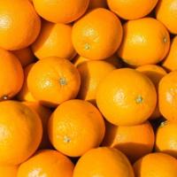 ราคา ส้มวาเลนเซีย ส้มนาเวล ส้มเมอร์คอท ส้มแมนดาริน ส้มเขียวหวาน ส้มสายน้ำผึ้ง ส้มโชกุน แพ็คละ 1KG (21114022893)