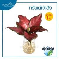 ราคา ต้นไม้เลี้ยงน้ำได้ จำนวน 1 ต้น ต้นไม้ฟอกอากาศ ต้นไม้ พลูด่าง พลู พลูด่างฟอกอากาศ ไม้น้ำ (22053489879)