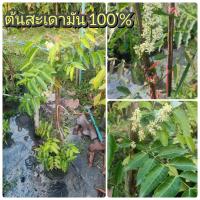 ราคา ต้นสะเดามัน หรือ สะเดาหวาน หนึ่งปีออกดอกถึงสามครั้ง รสชาติดี ไม่ขม ต้นสวยแข็งแรงพร้อมปลูก (21432475896)