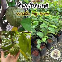 ราคา ต้นทุเรียนเทศ ทุเรียนน้ำ ต้นเพาะเมล็ด สูง60cm ต้นพร้อมลงปลูก (22307637310)