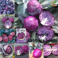 ราคา 100 Legit Purple Cabbage Seeds เมล็ดกะหล่ำปลีสีม่วง ประมาณ 100 เมล็ดสำหรับปลูก ปลูกผัก ปลูกผักในครัวเรือน ตกแต่งสวน เติบโตง่าย กระถางสวนพฤกษศาสตร์ บอนไซพืชสีม่วงเมล็ดพืชกลางแจ้ง (22012238056)