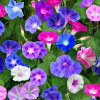 ราคา 30 เมล็ด ดอกไม้ มอร์นิ่งกลอรี่ ผักบุ้งฝรั่ง Morning Glory Seeds (22052217248)