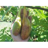 ราคา ต้นมะเดื่อฝรั่ง มะเดื่อ มะเดื่อฝรั่ง Fig พันธุ์ long daout ต้นสมบูรณ์มาก รากแน่นๆ มีผลขนาดใหญ่ จัดส่งพร้อมกระถาง 6 นิ้ว ลำต้นสูง 50 ซม (20987001543)