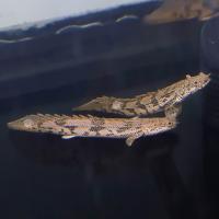 ราคา อาหารปลา ปลาบิเซีย ไซร้2 5 3นิ้ว มีประกันสินค้าคะ (22278004992)