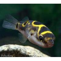 ราคา อาหารปลา ปลาปักเป้าฟิชโช่ ปักเป้าซีลอน ฟองตัวได้ มีประกันสินค้าคะ (22278015172)