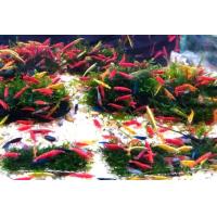 ราคา Dwarf Shrimp อาหารกุ้งแคระ กุ้งแคระ size XL เกรดเอ (22250937699)