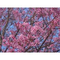 ราคา ต้นพญาเสือโคร่ง ขนาด 80 ซม อายุต้นพันธุ์1ปี (22183573341)