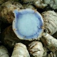 ราคา 100 กรัม ขมิ้นดำ ว่านขมิ้นดำ กระเจียวแดง อาวแดง ขิงเนื้อดำ ขิงดำ ขิงสีน้ำเงิน Black turmeric หัวสด ใช้เพาะปลูกได้ (21603120360)