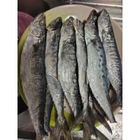 ราคา ปลาอินทรีย์เค็มหอม ระนอง ราคาตัวละ19บาทซื้อ5ตัวแถม1ตัว ราคาสุดคุ้ม อร่อยหอมเค็มน้อย (22221819016)