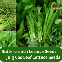 ราคา Buttercrunch Lettuce Seeds Big Cos Leaf Lettuce Seeds เมล็ดผักกาดหอมหวานที่เติบโตอย่างรวดเร็ว ฤดูใบไม้ผลิและฤดูใบไม้ร่วงหว่านสวนฟาร์ม เมล็ดพืชผัก (22037044043)