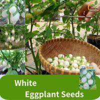 ราคา เมล็ดมะเขือไข่เต่าขาว เมล็ดพันธุ์มะเขือไข่เต่า White eggplant seeds ไข่ขาวมะเขือม่วงทองและเงินกระถางต้นไม้สี่ฤดูฤดูใบไม้ผลิฟาร์มเมล็ดพืชผักในร่ม vegetable seeds (22050985776)