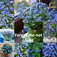 ราคา 100 Original 10 เมล็ด หายาก คุณภาพสูง อย่าลืมว่าดอกไม้ฉัน Forget me not Flowers เมล็ดพืช ตกแต่งสวน ระเบียง เมล็ดพันธุ์พืชสดสำหรับกระถางประดับ เมล็ดพืชดอกในร่มกลางแจ้ง สำหรับสวน (22034671851)