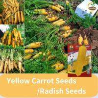 ราคา 300 เมล็ด แพ็ค Yellow Carrot Seeds เมล็ดแครอทสีเหลือง Raw yellow fruit radish seeds เมล็ดหัวไชเท้าสีเหลืองดิบ ฟาร์มการ์เด้นลานฤดูใบไม้ร่วง เมล็ดพืชผัก vegetable seeds (22044005140)