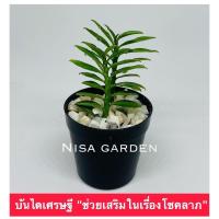 ราคา ต้นบันไดเศรษฐีด่าง บันไดเศรษฐี ไม้มงคล สมุนไพร ไม้ฟอกอากาศ ส่งพร้อมกระถาง 2 นิ้ว (22199579925)