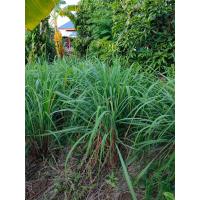 ราคา ใบสดตะไคร้หอมไล่ยุง ครึ่งกิโลกรัม ใช้สำหรับทำน้ำมันระเหย ธูปไล่ยุง ลูกประคบ สมุนไพรไทย (22046497404)