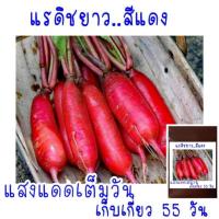 ราคา 200 เมล็ด เมล็ด พันธุ์ แรดิชเชอร์รี่ เบล Radish เมล็ดพันธุ์แรดิช (21956484346)