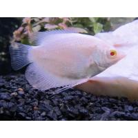 ราคา อาหารปลา ปลาแรดเผือกตาแดง ปลาแรดเผือกตาดำ ไซร้2 3นิ้ว มีประกันสินค้า (22277708950)