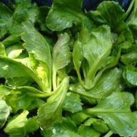 ราคา สดจากไร่ แขนงคะน้า สด สะอาด รับประกันคุณภาพ ราคาถูก ราคาส่ง ราคาดีที่สุด (21390191625)