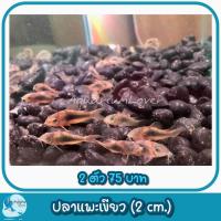 ราคา โอ่งเลี้ยงปลา โอ่งมังกร สำหรับเลี้ยงปลา ตกแต่งหน้าบ้านมีหลายแบบ (21412946793)