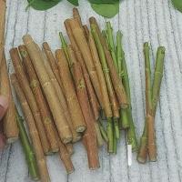 ราคา กิ่งเพรมน่า สำหรับทำบอนไซ กิ่งเพรมน่าไต้หวันใบเขียว ตัดคละไซด์ พร้อมส่งปักชำ 1 ชุด 20 กิ่ง และแถมกิ่งขนาดต่างๆไปด้วยคับ (21345084316)