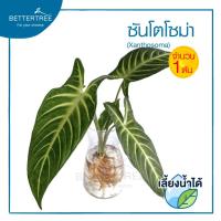ราคา ต้นไม้เลี้ยงน้ำได้ จำนวน 1 ต้น ต้นไม้ฟอกอากาศ ต้นไม้ พลูด่าง พลู พลูด่างฟอกอากาศ ไม้น้ำ (21995586260)