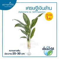 ราคา ต้นไม้เลี้ยงน้ำได้ จำนวน 1 ต้น ต้นไม้ฟอกอากาศ ต้นไม้ พลูด่าง พลู พลูด่างฟอกอากาศ ไม้น้ำ (21151827728)