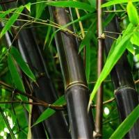 ราคา 5 เมล็ด ต้นไผ่ ไม้ไผ่ Bamboo Seeds (22067586235)